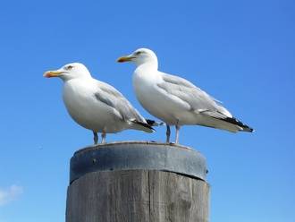 Sylt